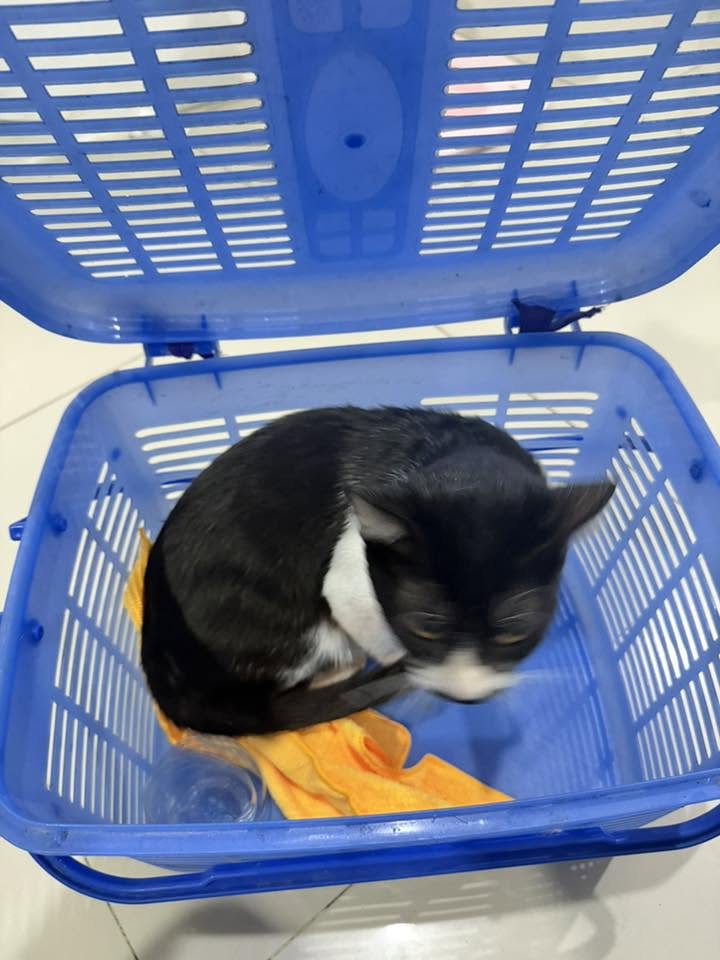 จัดส่งน้องแมว